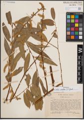 Foto von Salix excelsa S. G. Gmel.